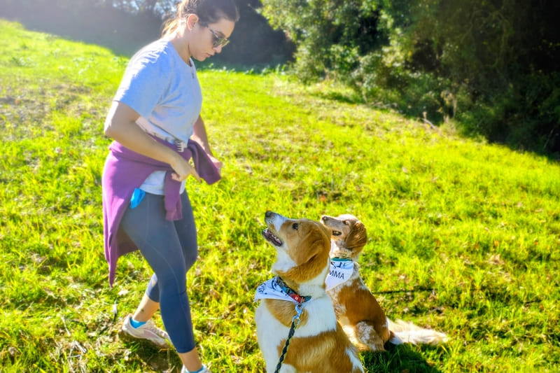 Participant at the Wanderlust Dog Workshop engaging in a training exercise with two dogs in the vineyards of Lantzoi