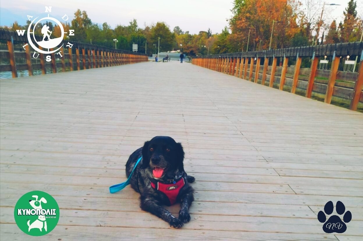 Trekking With Your Dog  