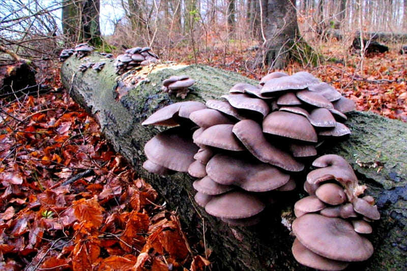 Ομάδα μανιταριών πάνω σε κορμό μέσα σε φθινοπωρινό ελατοδάσος του Μαινάλου