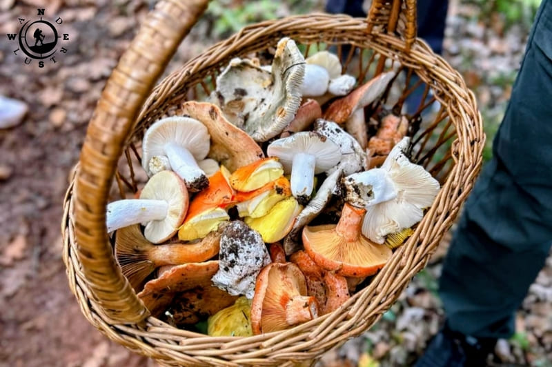 Wicker basket containing mushrooms of different shapes and colours
