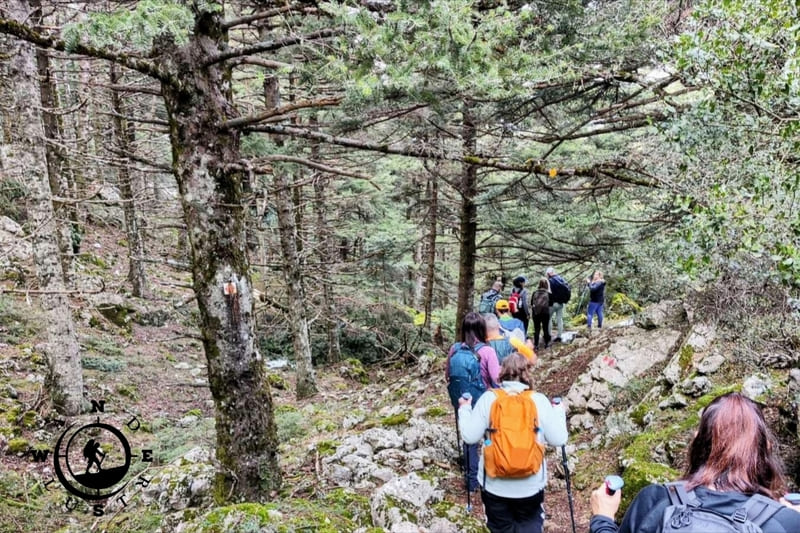 Πεζοπόροι με σακίδια και μπατόν σε πετρώδες μονοπάτι μέσα στο ελατόδασος, στη διαδρομή από την Αγόριανη προς την Πολύδροσο.