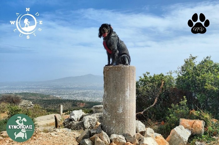 Trekking With Your Dog   