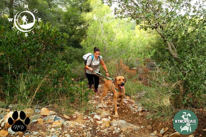 Trekking With Your Dog  