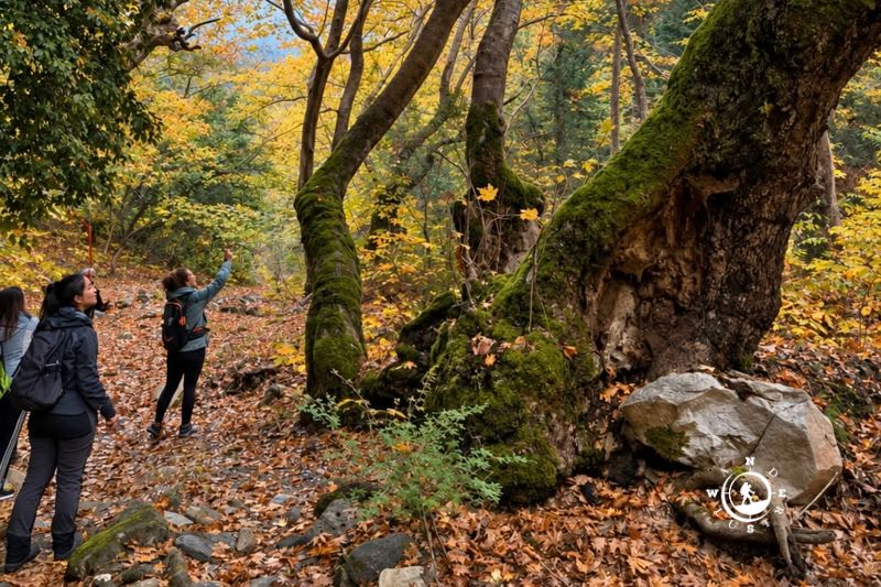 Hikers beside large tree trunks in the autumn forest of Ano Doliana