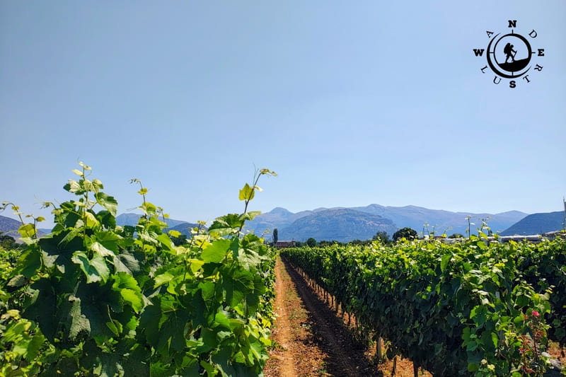 Vineyards of Mantinia Arcadia with mountain view
