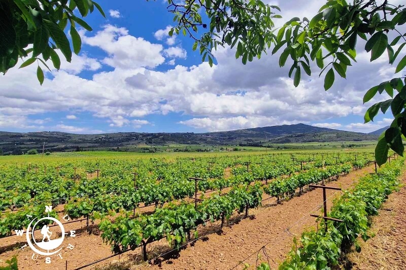 Αμπελώνες της Νεμέας στην Πελοπόννησο σε μία από τις σημαντικότερες αμπελουργικές περιοχές της Ελλάδας