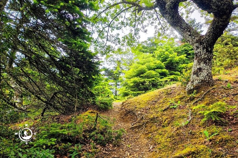 Trail winding through the vegetation of Mount Parnitha