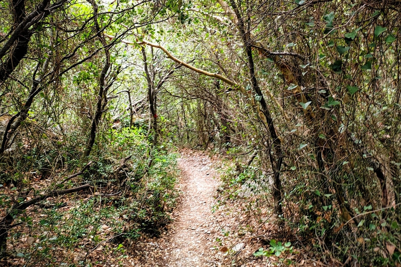 Trail section at the end of Megali Houni gorge surrounded by dense vegetation on Mount Parnitha