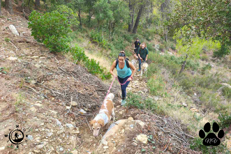 Trekking With Your Dog στον Υμηττό – πεζοπορία με σκύλους σε δασικό μονοπάτι