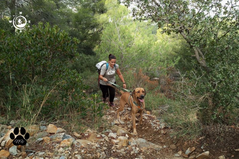 Γυναίκα ανεβαίνει πετρώδες μονοπάτι στον Υμηττό με έναν καφέ σκύλο στο λουρί