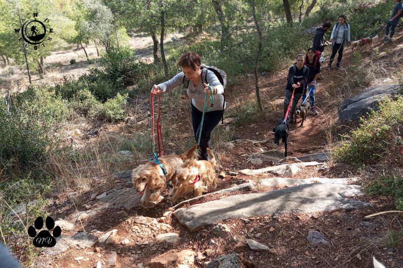 Ομάδα πεζοπόρων με σκύλους ανεβαίνει μονοπάτι με πέτρινα σκαλοπάτια στον Υμηττό.