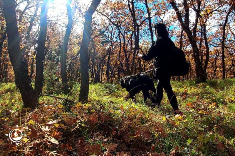 Πεζοπορία με σκύλο στο δρυοδάσος Μογγοστού, συμμετέχων περπατά με τον σκύλο του σε φθινοπωρινό μονοπάτι μέσα στο δάσος