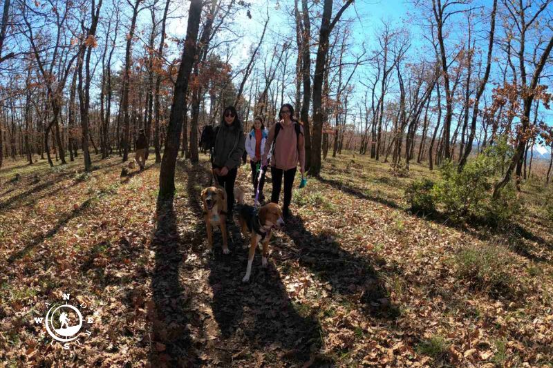Πεζοπόροι με σκύλους σε φθινοπωρινό μονοπάτι μέσα στο Δρυόδασος Μογγοστού