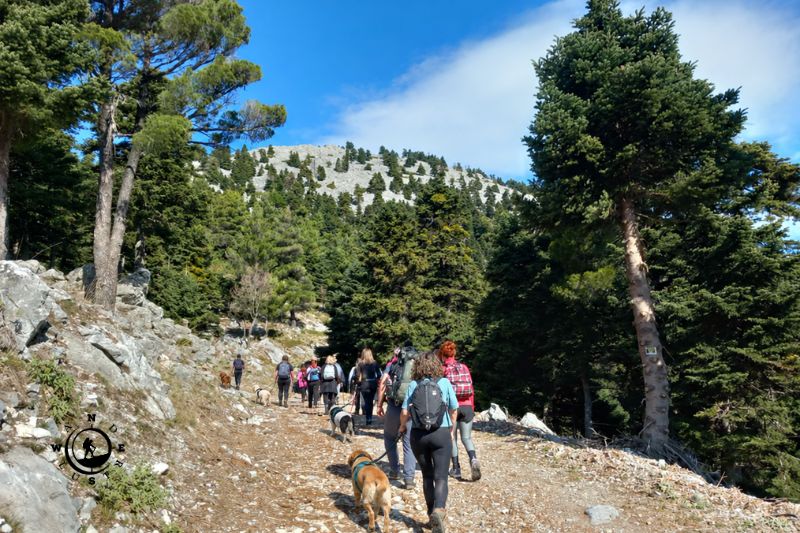 Ομάδα πεζοπόρων στη δασική διαδρομή της Στενής Ευβοίας