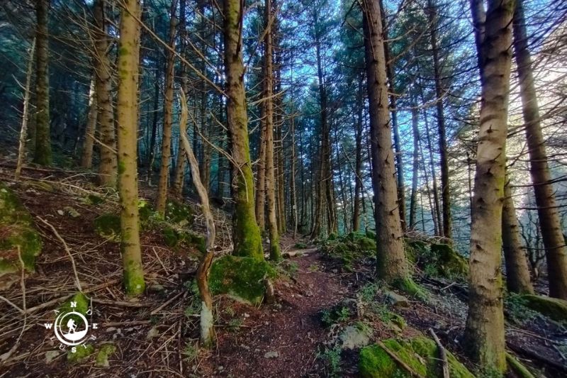 Δασικό μονοπάτι με έλατα στη διαδρομή Πλατύ Ποτάμι της Βαμβακού