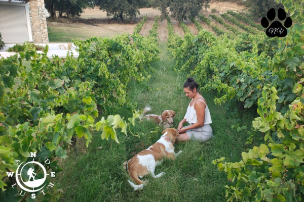 Dog Workshop στο Abelon ktima Brintziki 