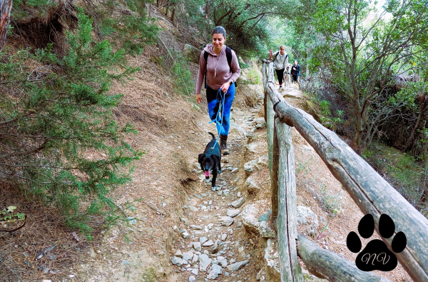 Trekking With Your Dog 