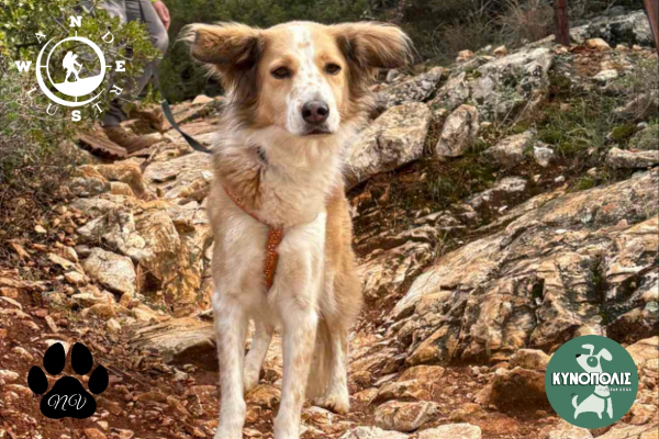Trekking With Your Dog   