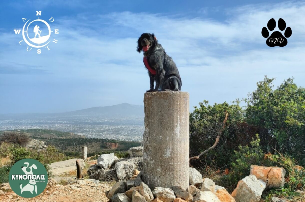 Trekking With Your Dog   