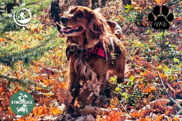 Trekking With Your Dog  στο Δρυόδασος Μογγοστού 