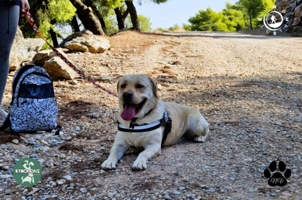 Trekking With Your Dog (Βόρειος Υμηττός)