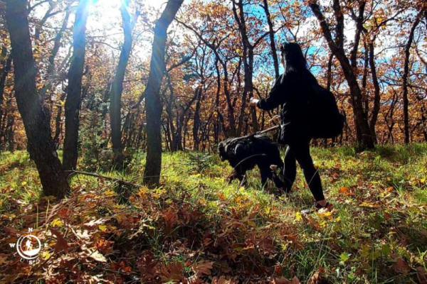 Πεζοπορία με σκύλο στο δρυοδάσος Μογγοστού, συμμετέχων περπατά με τον σκύλο του σε φθινοπωρινό μονοπάτι μέσα στο δάσος